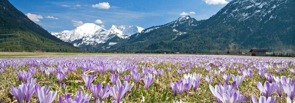 Primavera Primavera