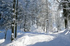 winterwald am stadtberg kufstein bei rossmoos