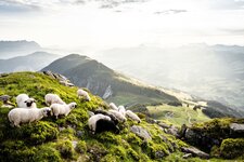 Schafe in den Kitzbueheler Alpen