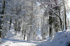 RS winterwald am stadtberg kufstein bei rossmoos