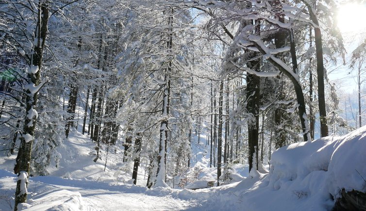RS winterwald am stadtberg kufstein bei rossmoos